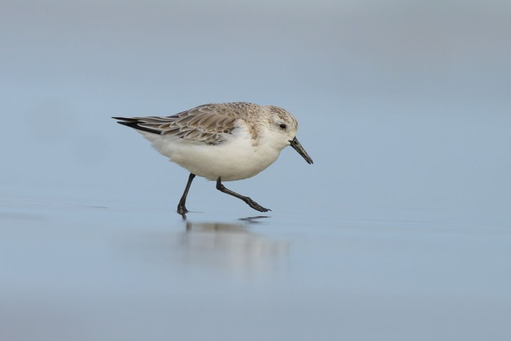 Bécasseau sanderling