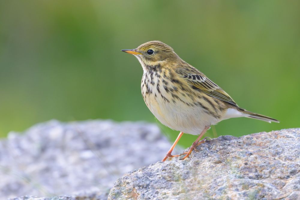 Pipit farlouse