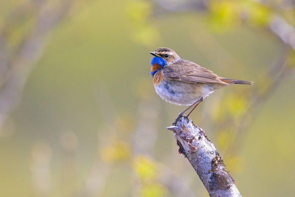 Gorgebleue à miroir roux