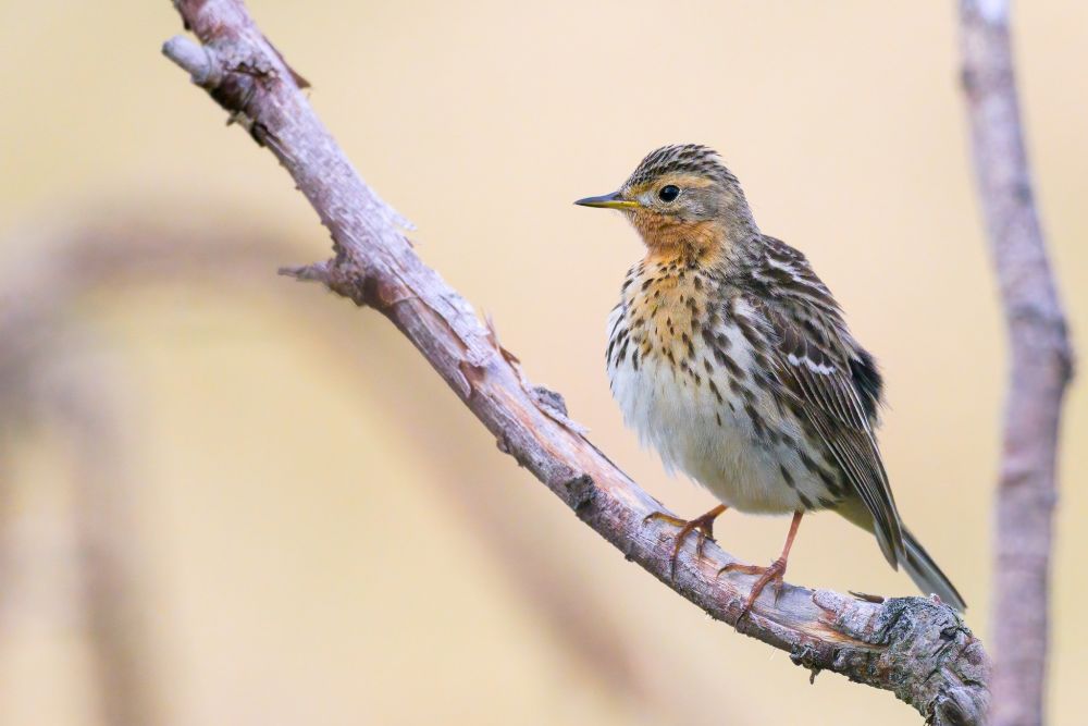 Pipit à gorge rousse