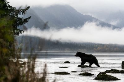 Grizzli au petit matin