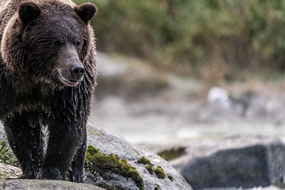 Rencontre sauvage avec l'ours