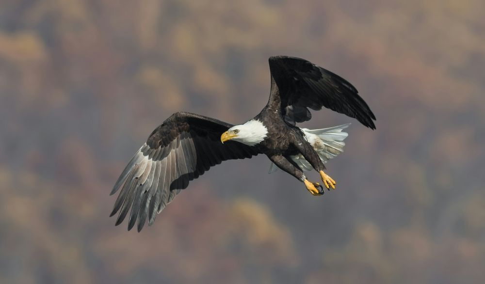 Pygargue à tête blanche