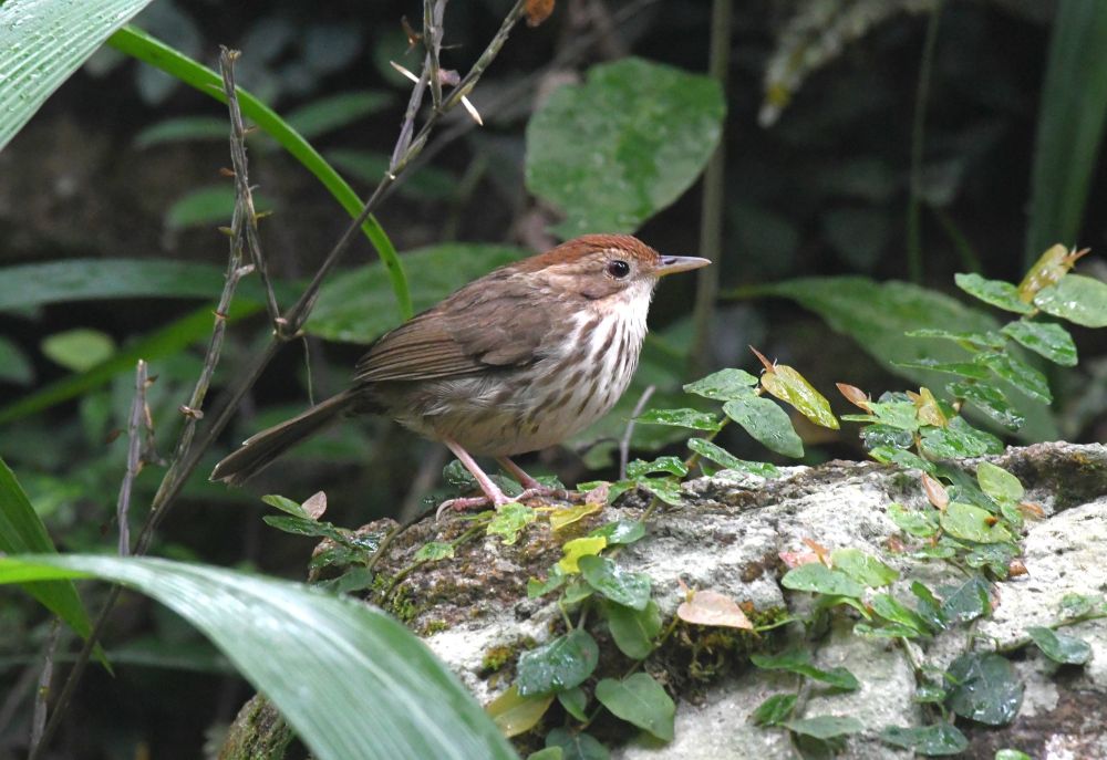 Akalat à poitrine tachetée