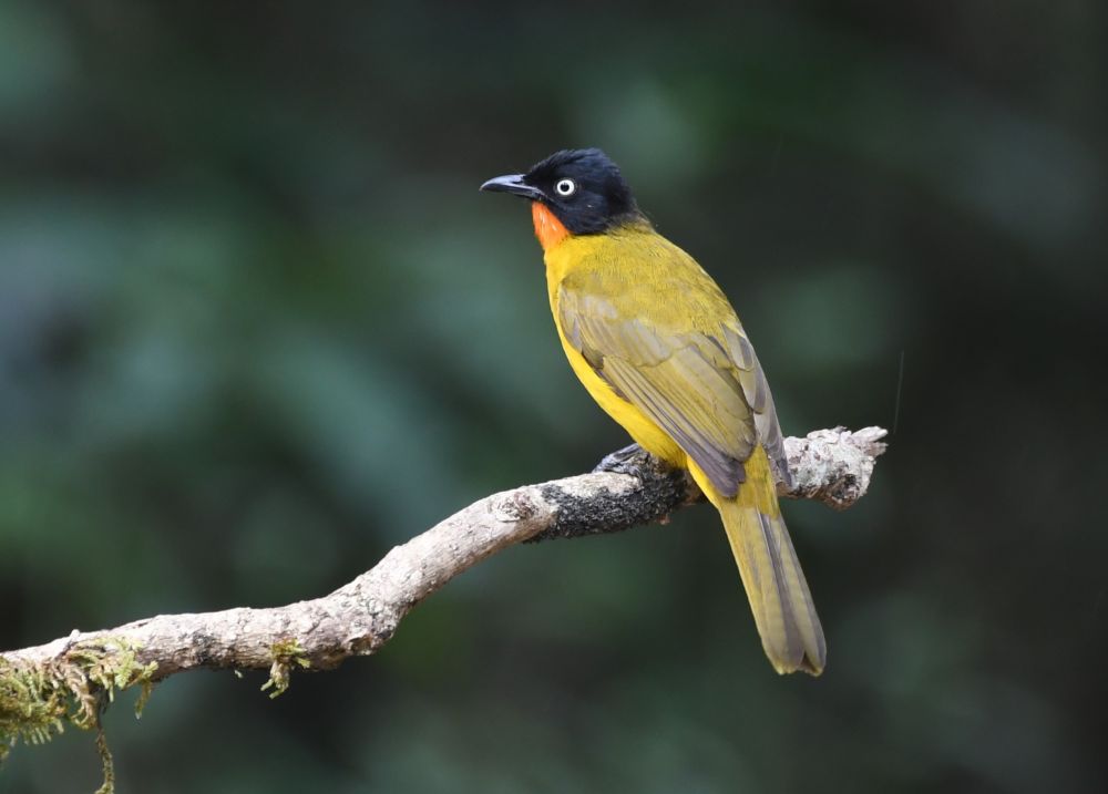 Bulbul à gorge rubis
