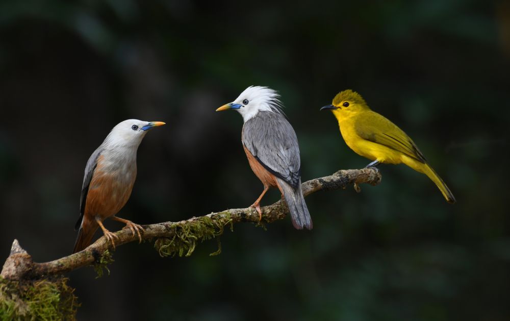Etourneaux de Malabar et Bulbul à sourcils d'or