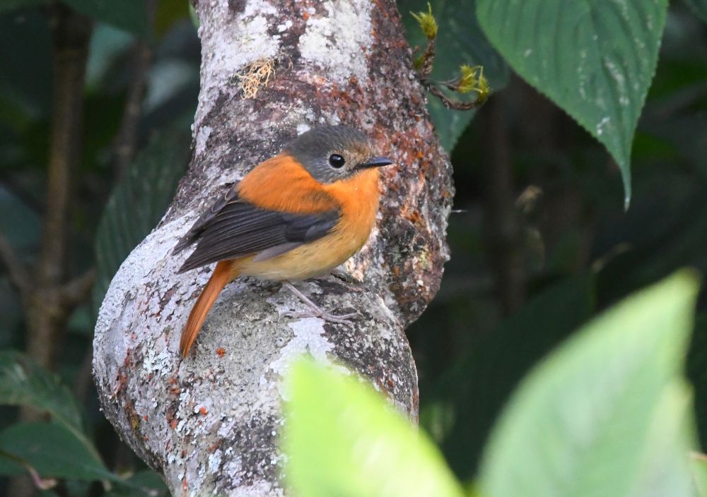 Gobemouche orange et noir