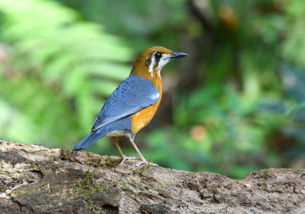 Grive à tête orange