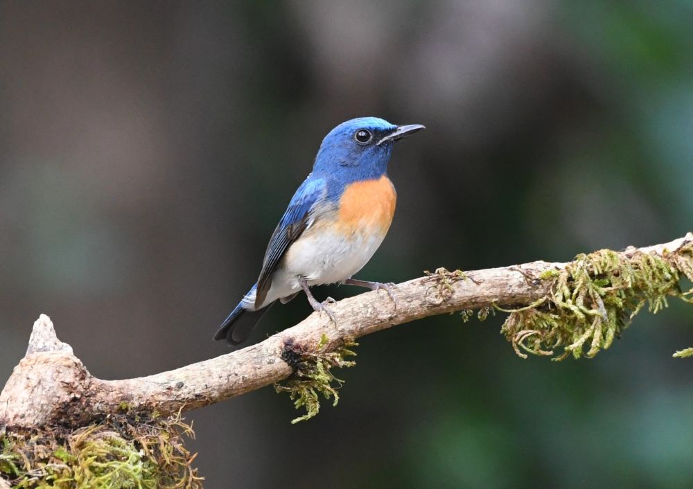Gobemouche à menton bleu