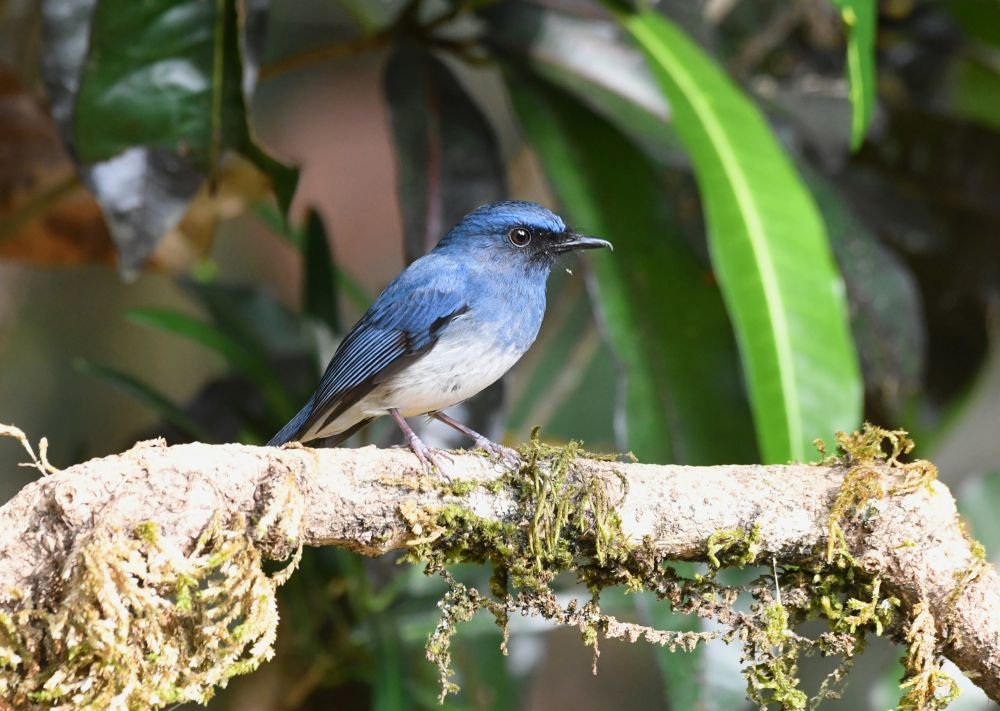 Gobemouche à ventre blanc