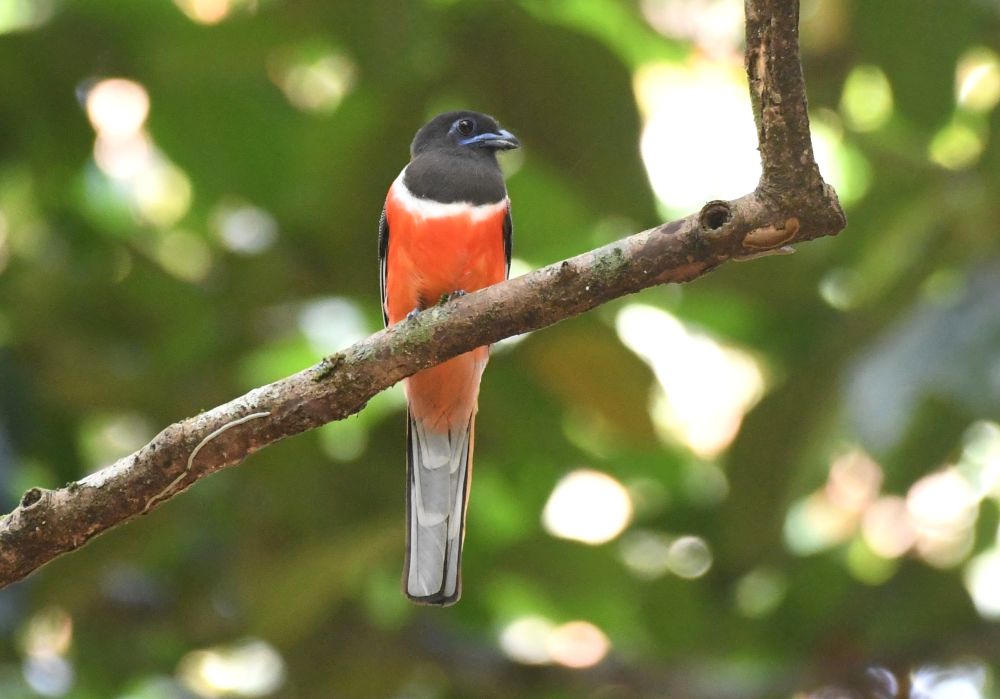Trogon de Malabar