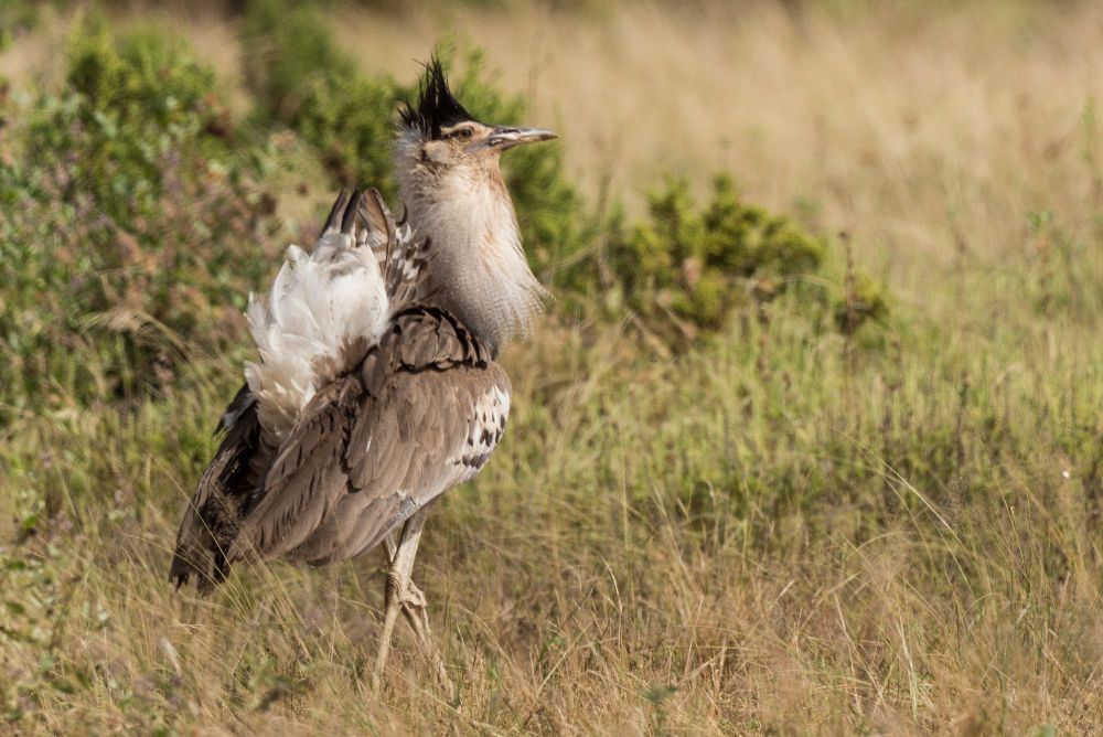 Photo voyage Kenya 4