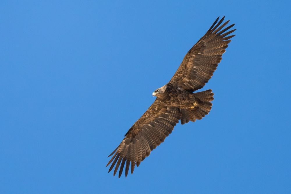Aigle des steppes