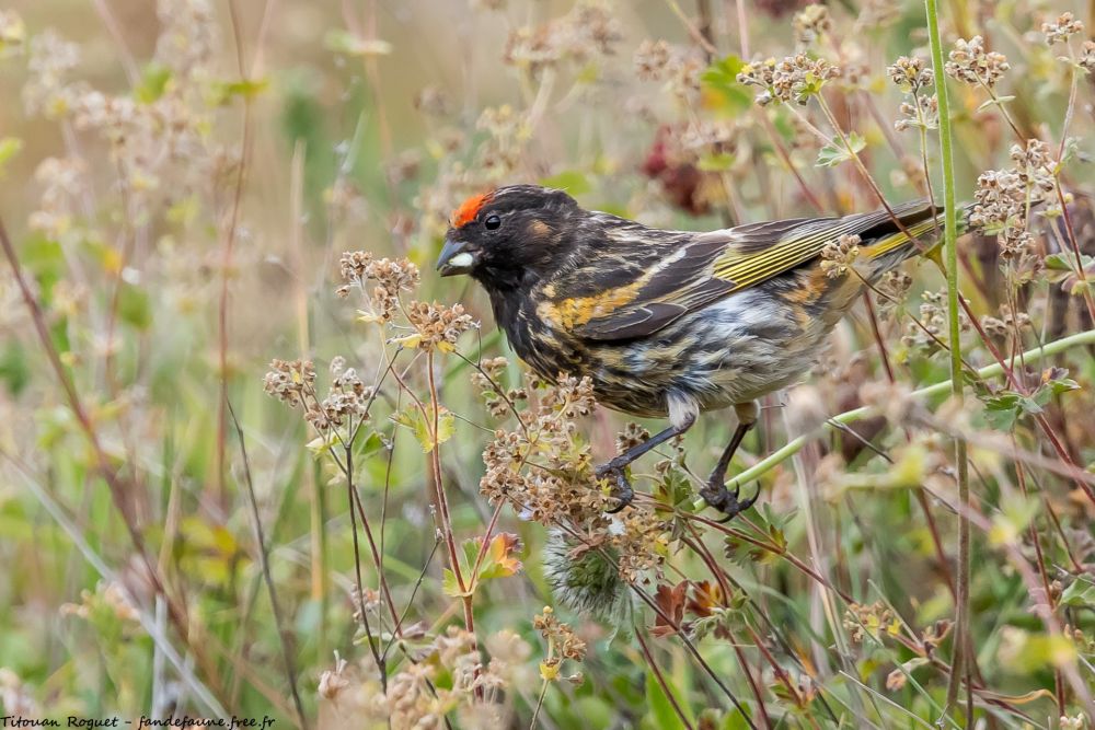 Serin à front d'or