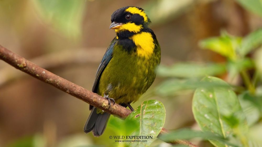 Tangara à boucle d'or