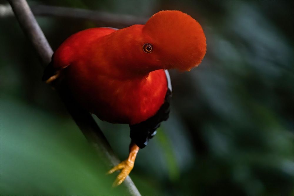 Coq de roche péruvien