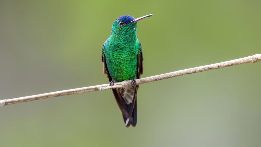 Ariane à front bleu