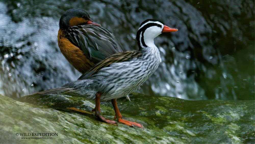 Merganette de torrents