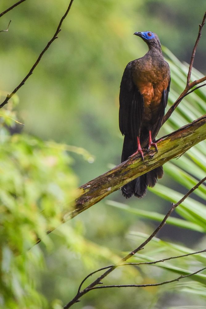 Pénélope de Goudot