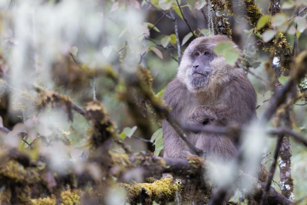 Macaque du Tibet