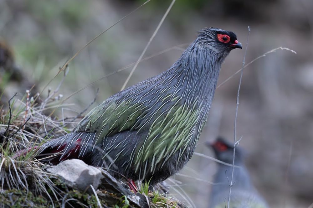Ithagine ensanglantée