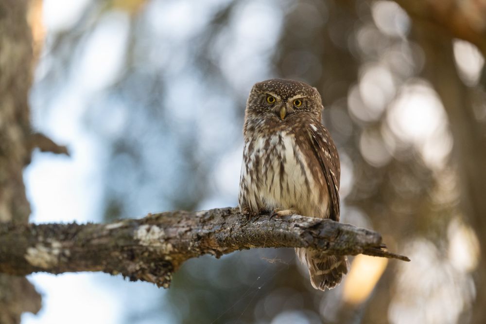 Chevêchette d'Europe