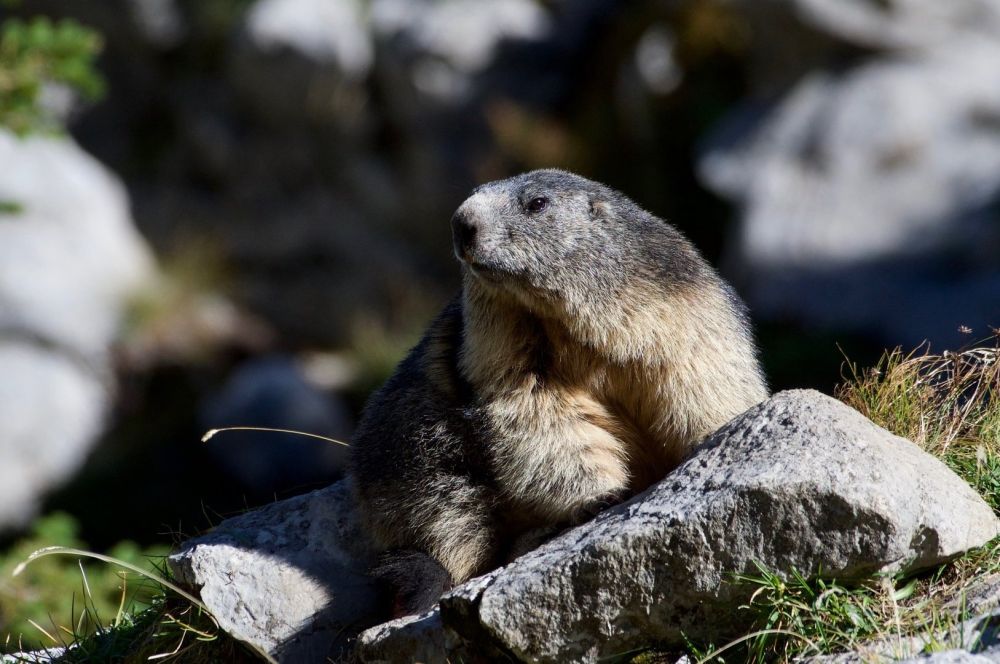 Marmotte des Alpes