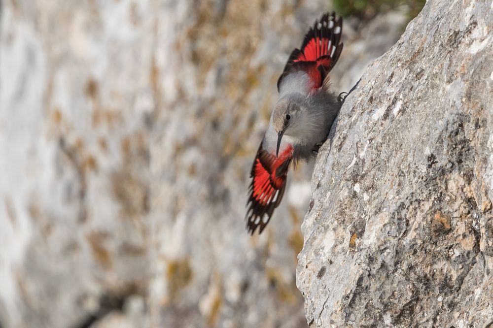 Tichodrome échelette