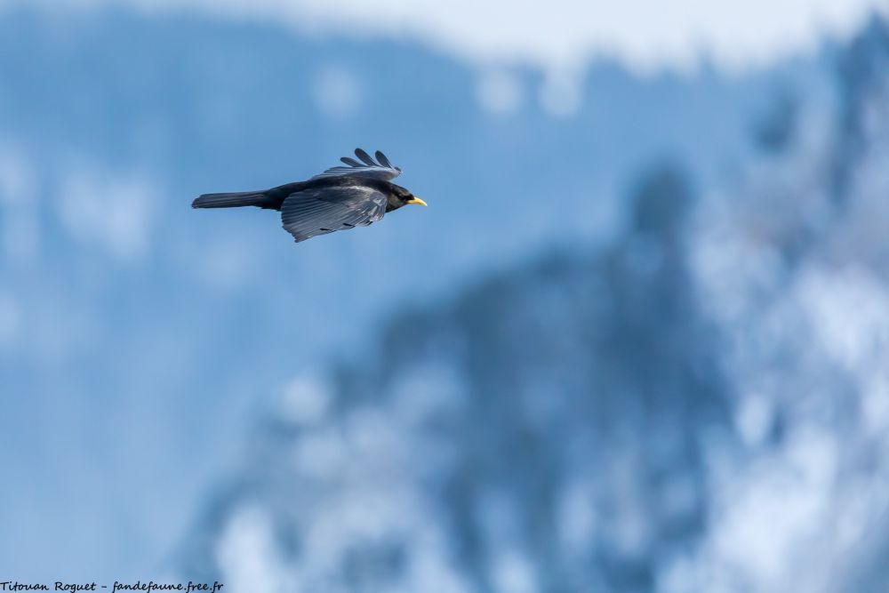 Chocard à bec jaune