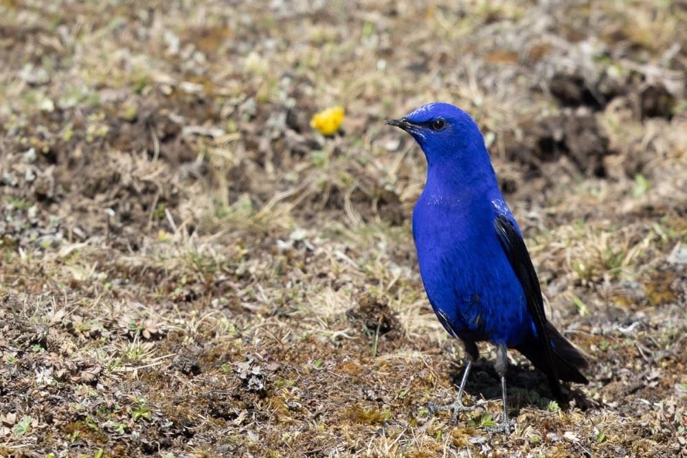 Grandala bleu