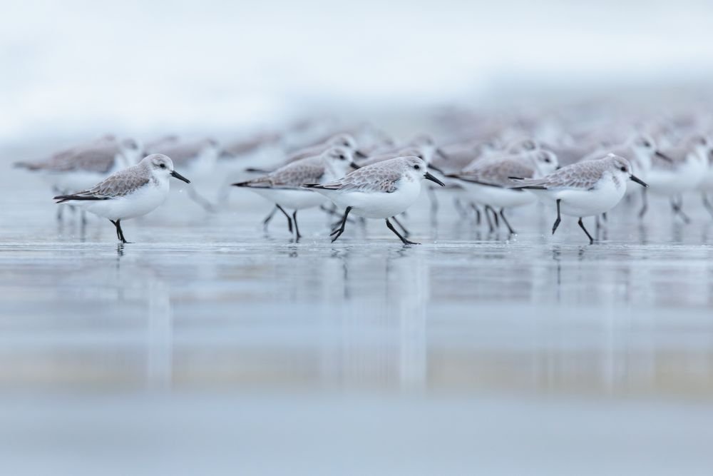 Bécasseaux sanderling