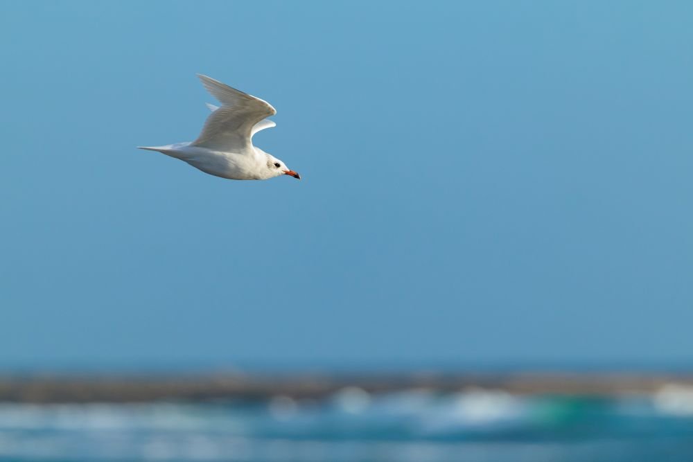 Mouette mélanocéphale