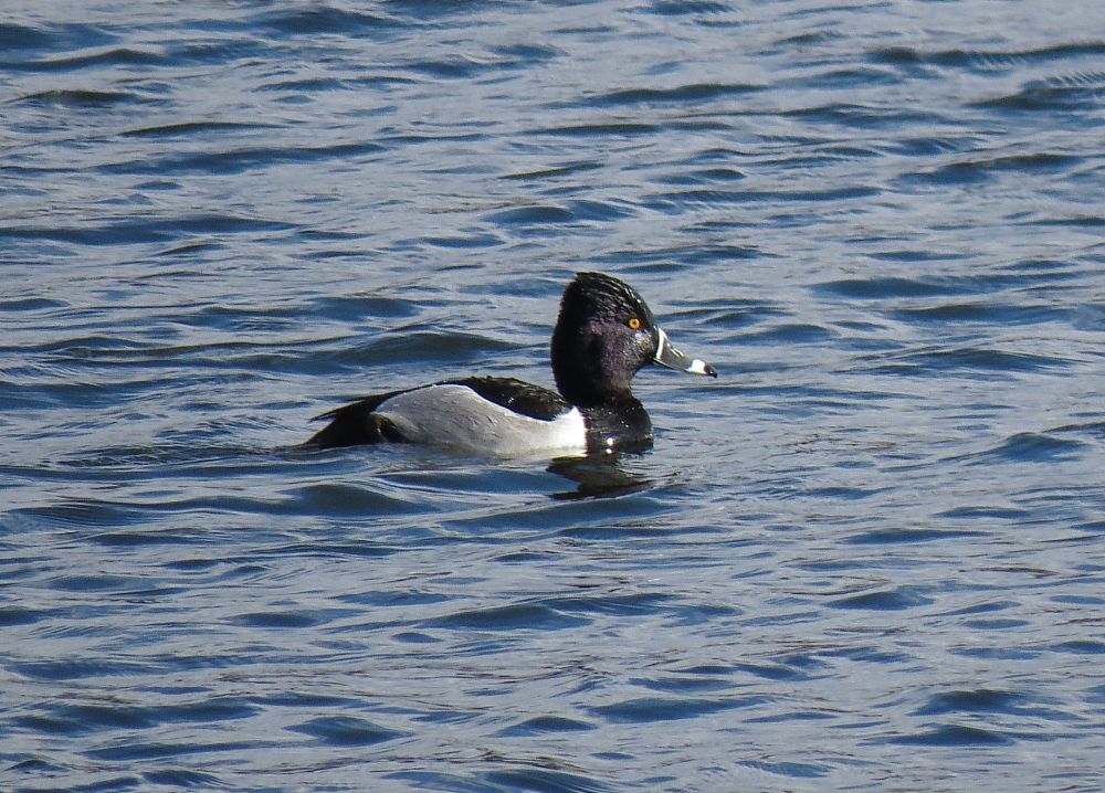 Fuligule à bec cerclé