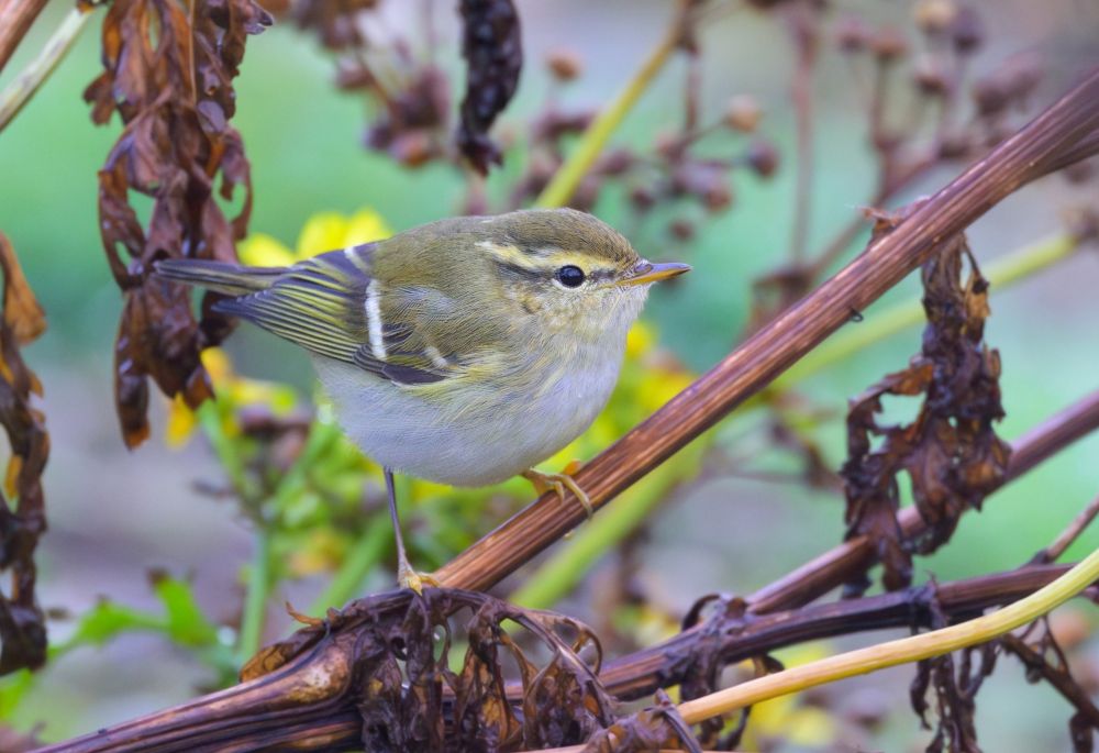 Pouillot à grands sourcils