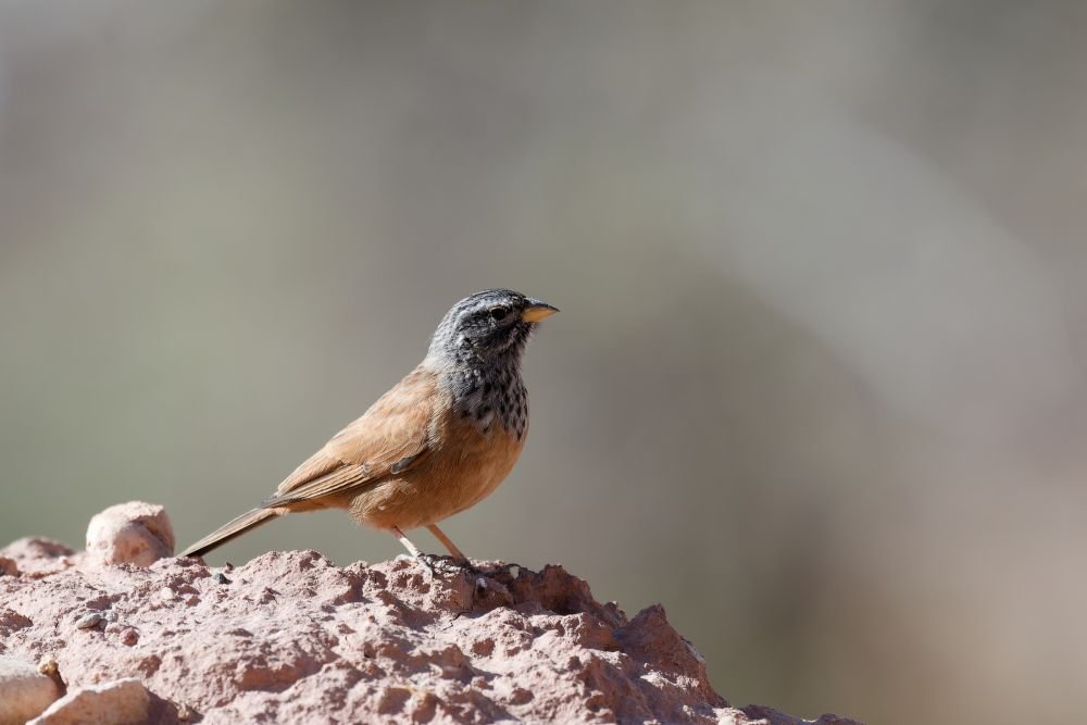Bruant du Sahara