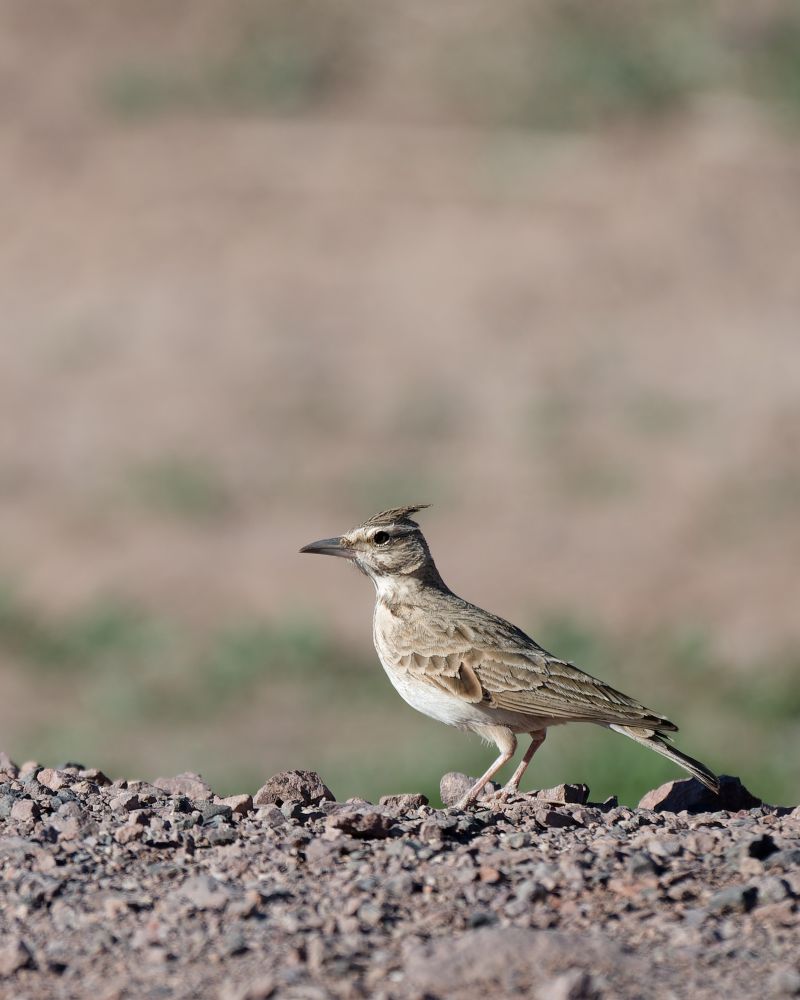 Cochevis huppé