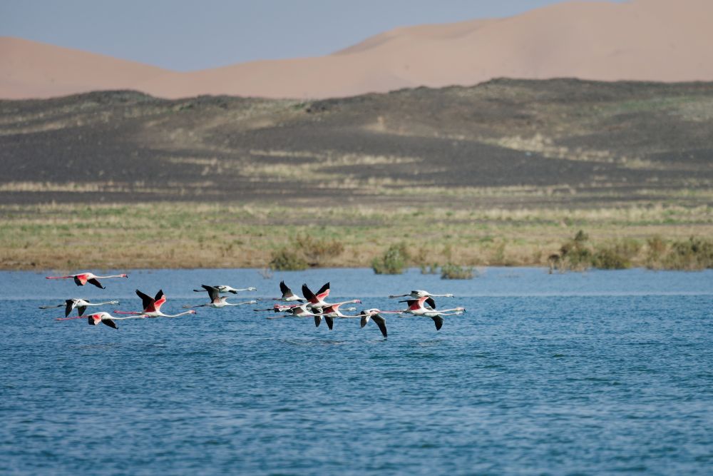 Flamants roses