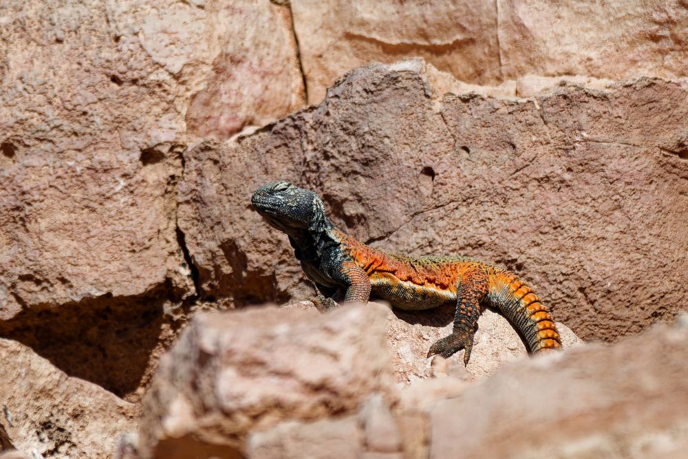 Lézard à queue épineuse