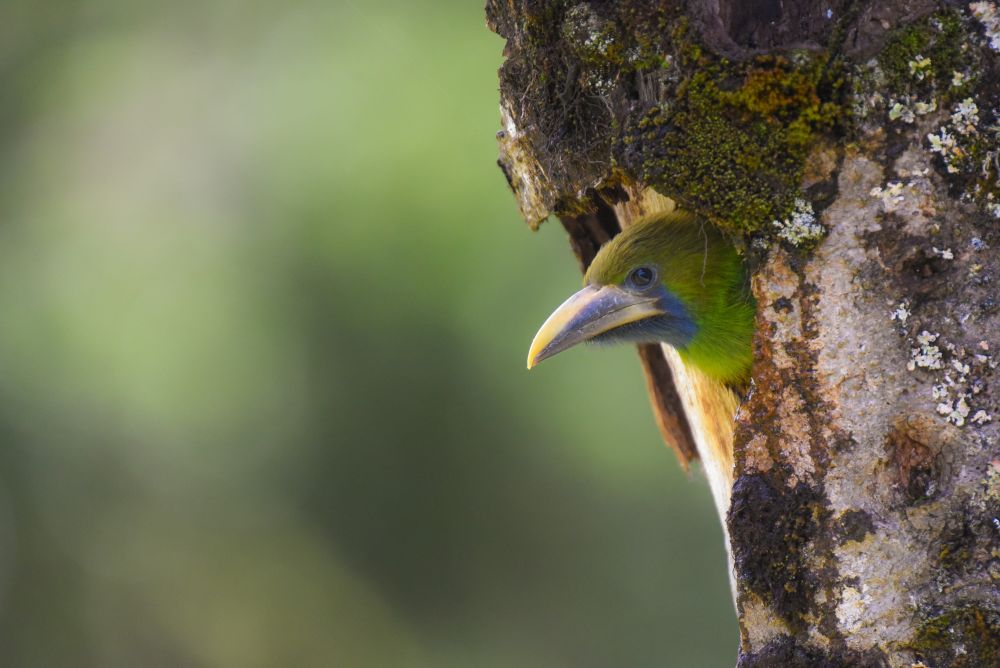 Toucanet émeraude