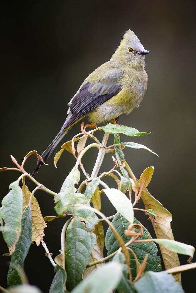 Ptilogon à longue queue