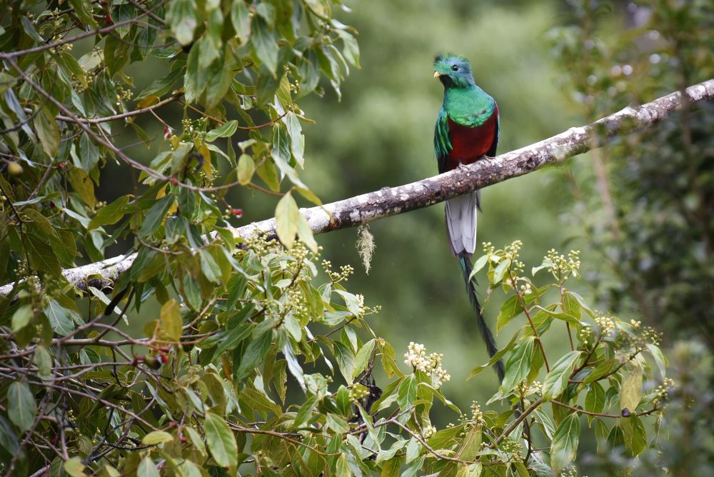 Quetzal resplendissant
