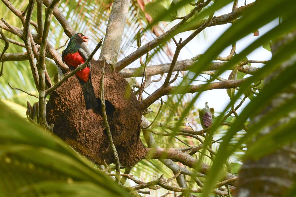 Trogon de Masséna