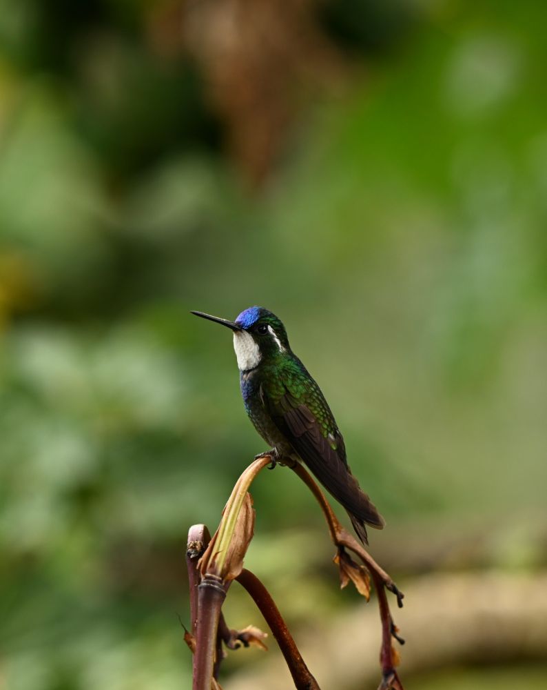 Colibri à ventre châtain