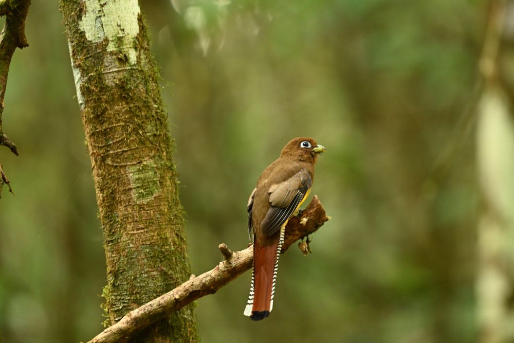 trogon de Cabanis