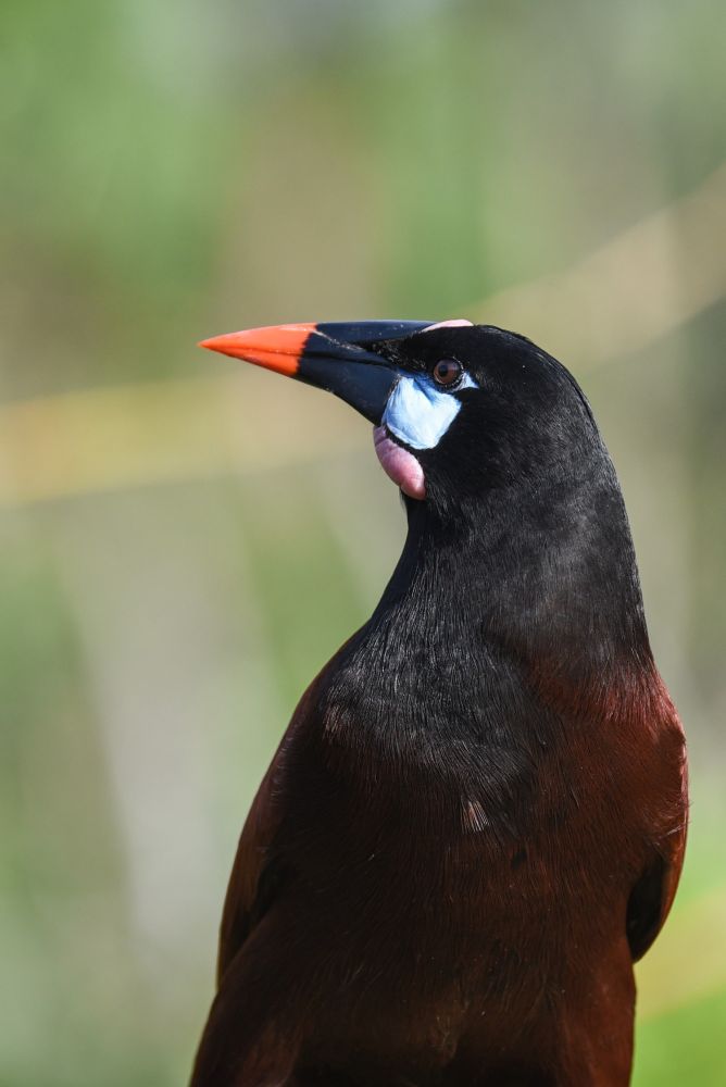 Cassique de Montezuma