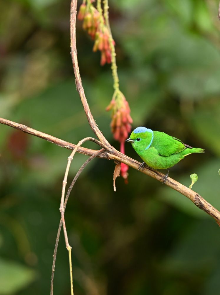 Organiste à sourcils jaunes