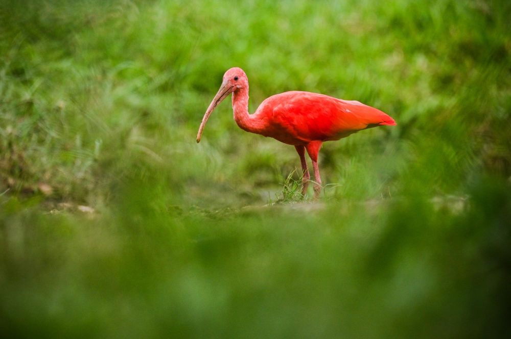 Ibis rouge