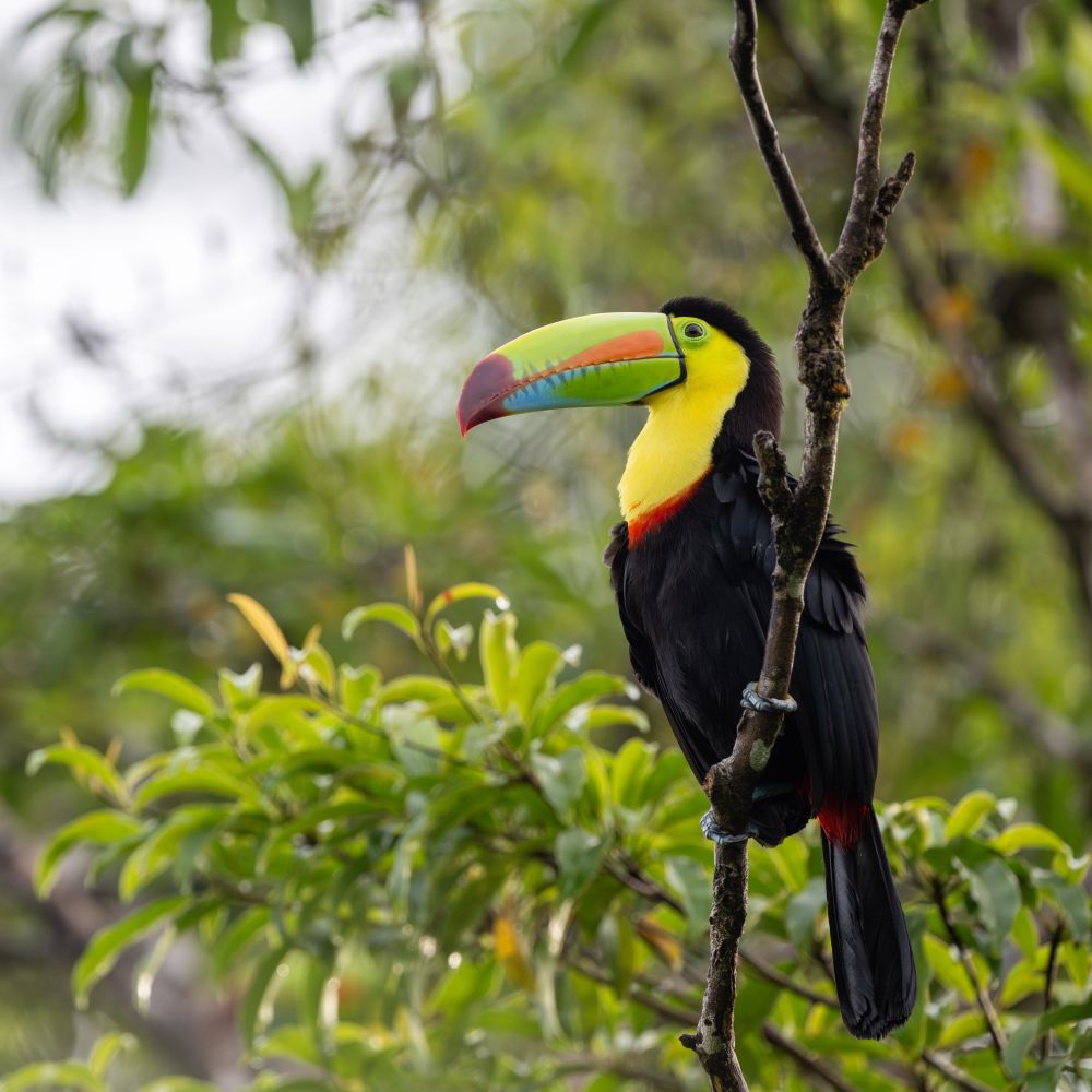 Toucan à carène