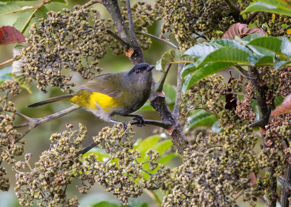 Phenoptile noir et jaune