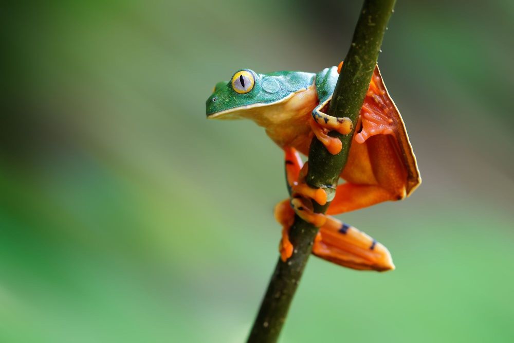 Cruziohyla calcarifer